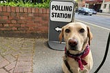 #DogsAtPollingStations — Highlights from the 2024 Local Elections