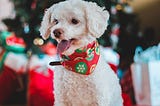 Christmas Food for Dogs: Ideas for Fun, Easy, Hassle-free Doggie Christmas Treats