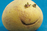 picture of a potato
