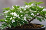 Mastering the Art of Pruning Your Jasmine Bonsai: Tips for a Stunning Aesthetic!