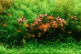 Why I Love Aquarium Plants