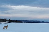 A landscape view of Lake Superior frozen in the middle of January. Blue cloudy skies and a golden retriever out at the distance looking at something.