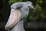 The Shoebill Stork is native to Africa. Click the image to learn more. Image by Masakazu Kobayashi from Pixabay.