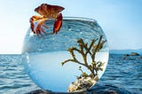 Rise of The Fishbowl