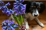 Photo of dog and hyacinth