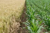 Intercropping Should Replace Monocropping Once And For All