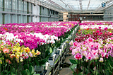 How to optimise orchid growth and other CAM plants