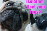How Will Isolation Effect Your Dog?