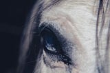 The day I went horse-riding with angels