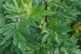 7 Health Benefits of Mugwort