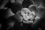 Film noir photo of a succulent