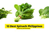 13 Best Spinach Philippines 2022 (w/ Free Discount)