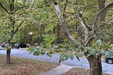 Sycamore Tree, Massachusetts