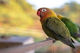 What Are the Common Bird Diseases?