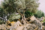 The Ancient History of Olive Oil