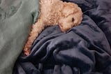 The cutest Spoodle tucked up in bed with the covers pulled over her.