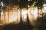 A woodland scene with the sun streaming through the trees