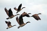 Find a Flock for Your Journey