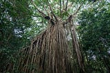 A Strangler Fig