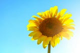 Close up photo of a sunflower on a blue background.