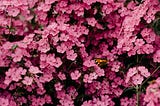 How Writing Helped Me Survive Breast Cancer
