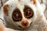 SLOWLORIS