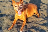 Happy dog lays on the black sand beach, right before sunset, in the golden hour.