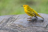 Traffic Noise Provokes ‘Road Rage’ In Male Galápagos Warblers