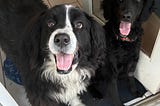 Why Do We Love Dogs As Much As We Do?