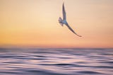 Effects of Ego Death and Spiritual Awakening