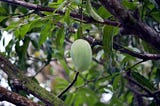 Mango Tree: A Fruitful Gift from Nature