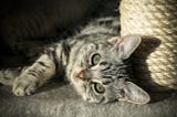Dating Profiles for Our Furry (and Feathery) Friends!
