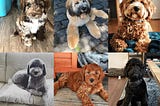 Labradoodle Coat Colors