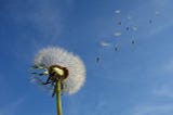 Worth — An undeniable measure, Dandelion seed against a blue sky background