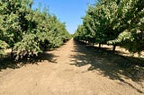 How did the past California drought affect almond yield?