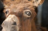 Democrats Passed Two of Three Test in the Mid-terms: So why the Long Faces?