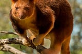 The Tree Kangaroo