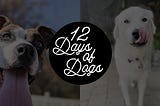 12 Days of Dogs