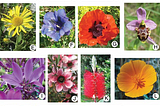 Identify Flowers using Transfer Learning