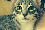 Gray teenage kitten. Shorthair cat.