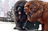 The Tibetan Mastiff: A Brief History of the World’s Most Popular Dog