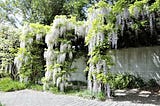 Wisteria is a Thing of Rare Beauty.