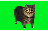 OIIAOIIA CAT with Details 60fps 4k Green Screen