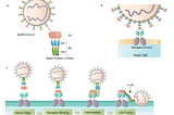 Covid, the Spike Protein, & Monoclonal Antibody Treatments