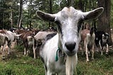 A Brief Account of How I Became a Goat Herdsman.