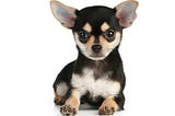 Size of a Chihuahua: Unveiling the Tiny Breed-chihuacorner.com