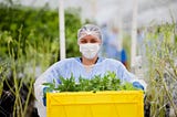 Los sinuosos caminos del cannabis medicinal en Uruguay