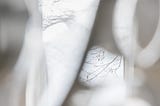 winter light in window, blurs, bare branches | © pockett dessert, light