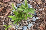 An aerial view of a green toyon sapling planted amidst mulch and rocks