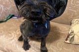 Photo of of small Maltese mix dog sitting up black furred, dark eyes looking at me, soft cone around her head to protect her due to being recently spayed